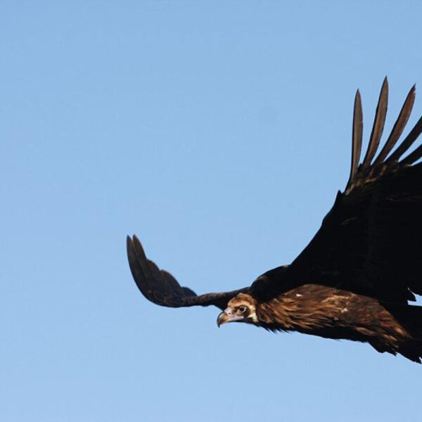 Rapaces des Cévennes : un nouveau guide pratique pour mieux les protéger